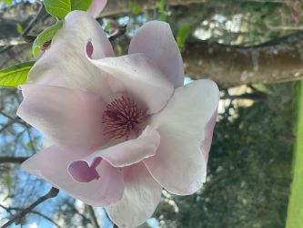Magnolia Flower at KBG
